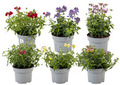 Sommerfugleblomst 'Nemesia' 15 cm potte